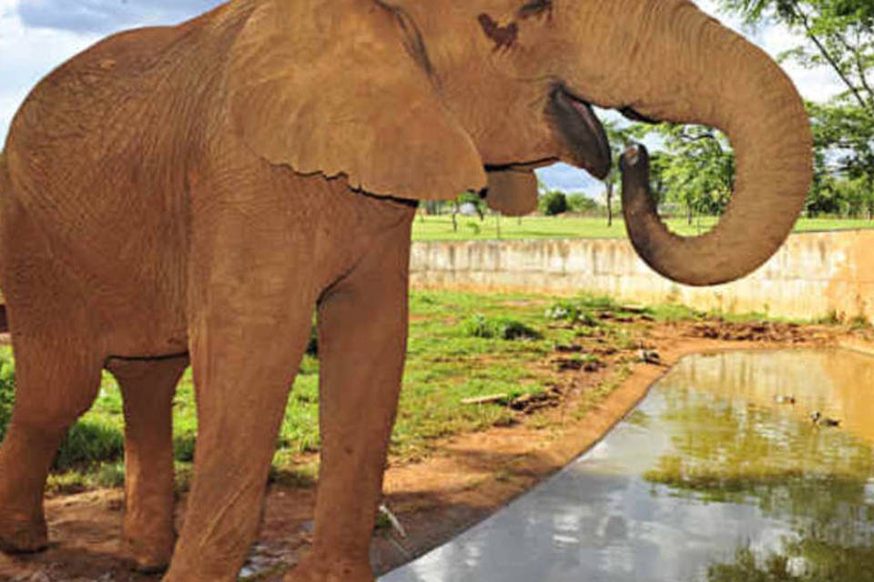 Animais apreendidos podem ser devolvidos a circo acusado de maus-tratos