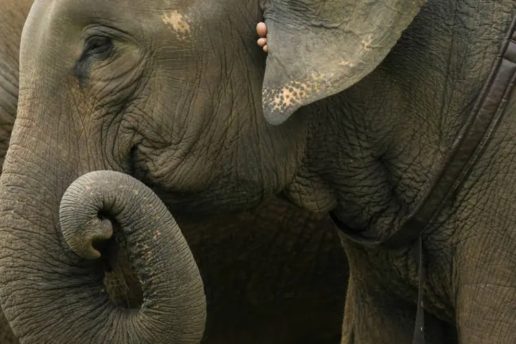 
	Elefantes: de acordo com a ONG Wildlife Trust of India (WTI), em todo o pa&iacute;s h&aacute; 88 corredores para estes mam&iacute;feros
 (Jorge Silva / Reuters)