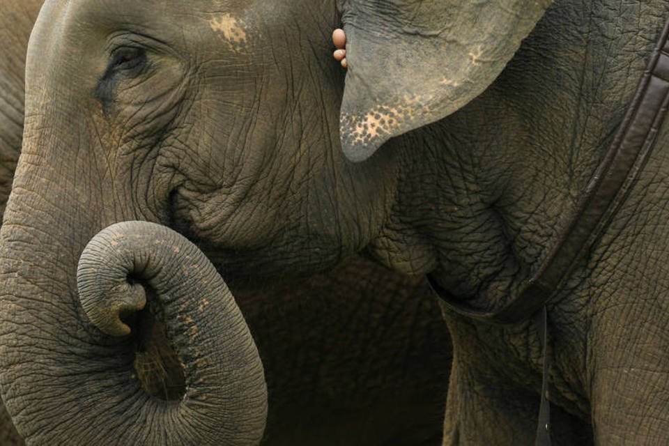 Indianos se mudam para que elefantes tenham trânsito livre