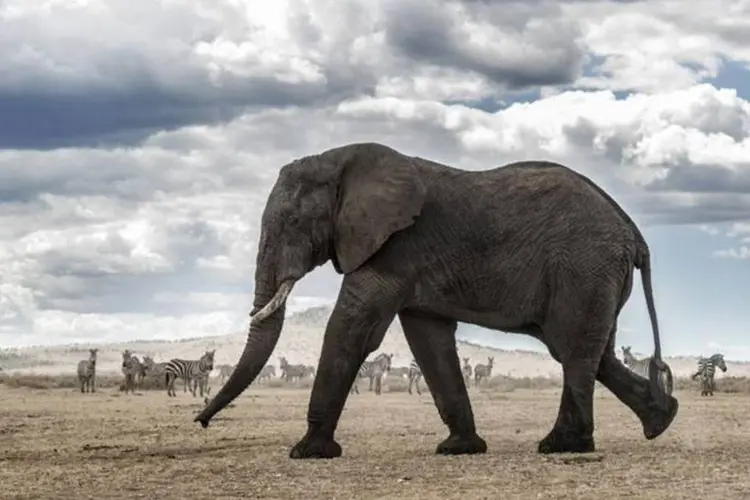 
	Elefante: o parque nacional de Hwange, no oeste do pa&iacute;s, abriga atualmente 53.000 elefantes, duas vezes a capacidade que o local tem para dar apoio a esses animais
 (Thinckstock)