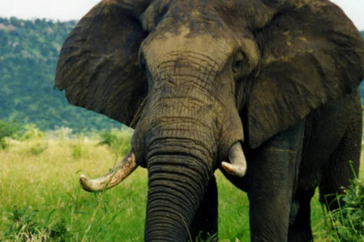 
	Elefante: elefante tinha sido avistado poucas vezes at&eacute; ser morto
 (Wikimedia Commons)