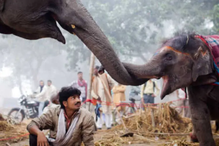 Elefantes em festival na Índia (Daniel Berehulak/Getty Images)