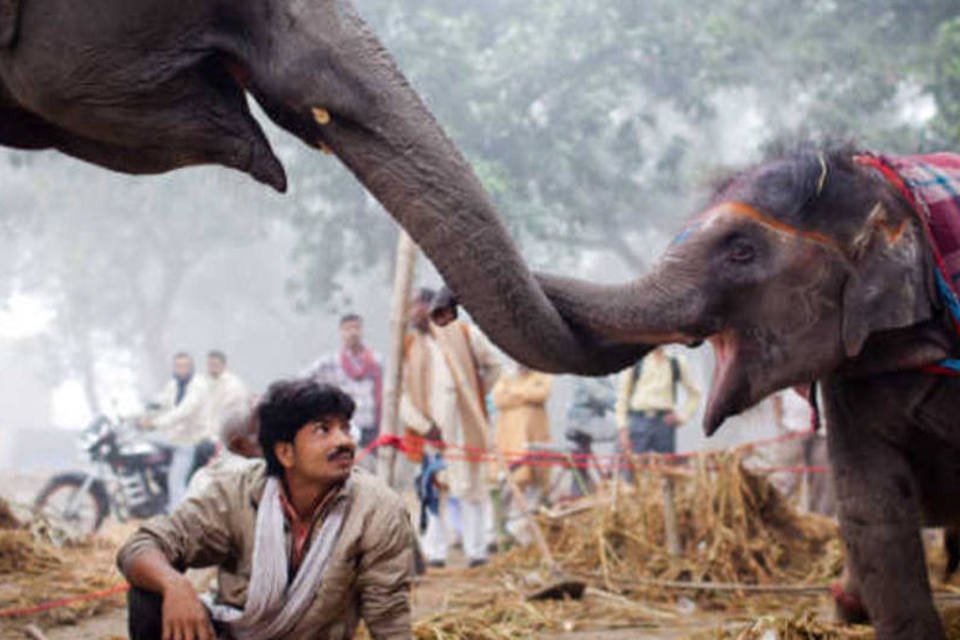 O elefante, animal onipresente na Índia