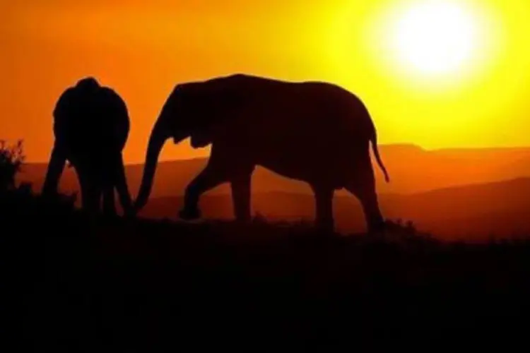 
	Elefantes: manada que pisoteou o queniano tinha sa&iacute;do da reserva de Olpejeta
 (Carl de Souza/Arquivo/AFP)