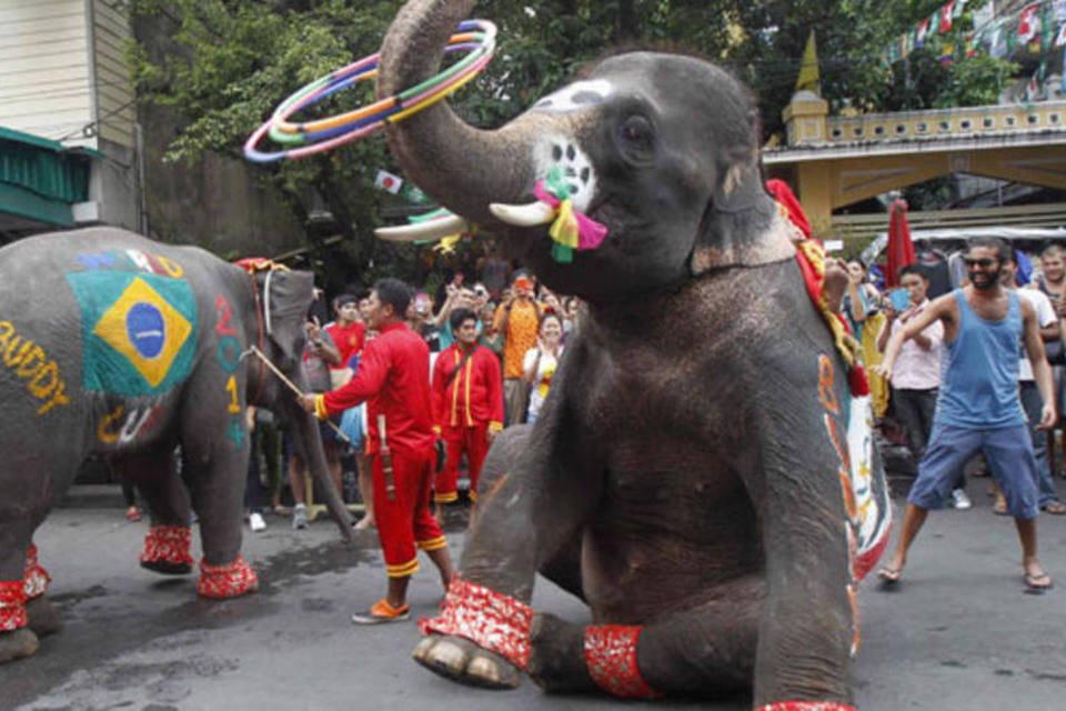 Na Tailândia, elefantes também celebram a Copa do Mundo