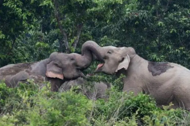Elefantes brincam em floresta na região de Naxalbari, Índia: estudo mostrou que esses animais possuem o olfato mais poderoso do reino animal (Diptendu Dutta/AFP)