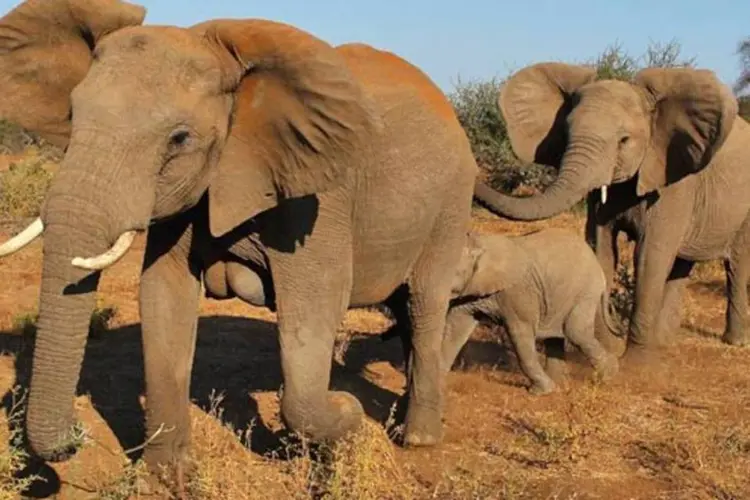 Cada elefante adulto consome entre 200 e 400 litros de água por dia (Getty Images)