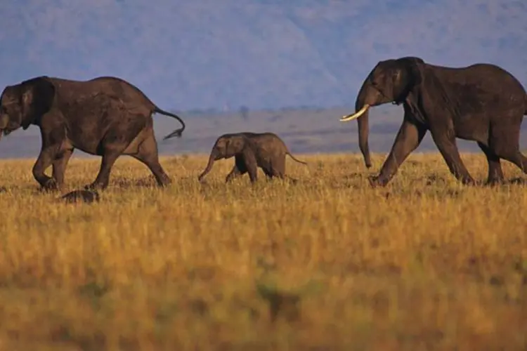 Elefantes: "é o pior momento da caça que a África já viveu desde as décadas de 1970 e 1980", disse a IUCN (Thinckstock/Thinkstock)