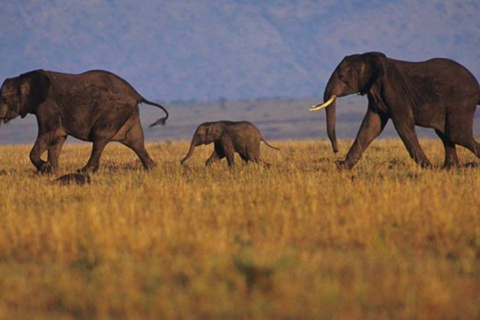 População de elefantes na África cai devido à caça ilegal