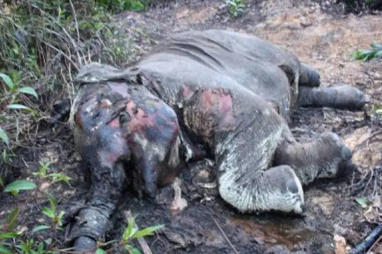
	Carca&ccedil;a de elefante na Indon&eacute;sia morto: pelo menos 17 elefantes morreram este ano no parque e seus arredores, a maioria por supostos envenenamentos
 (WWF/AFP)