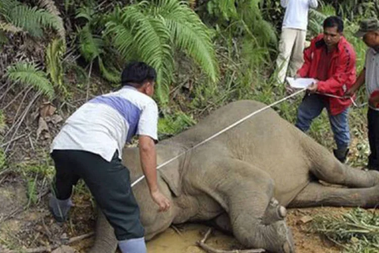 
	Agentes medem um elefante pigmeu morto na Mal&aacute;sia: o pequeno animal perde peso muito r&aacute;pido, ressaltaram os defensores dos animais
 (Sabah Wildlife Department/AFP)