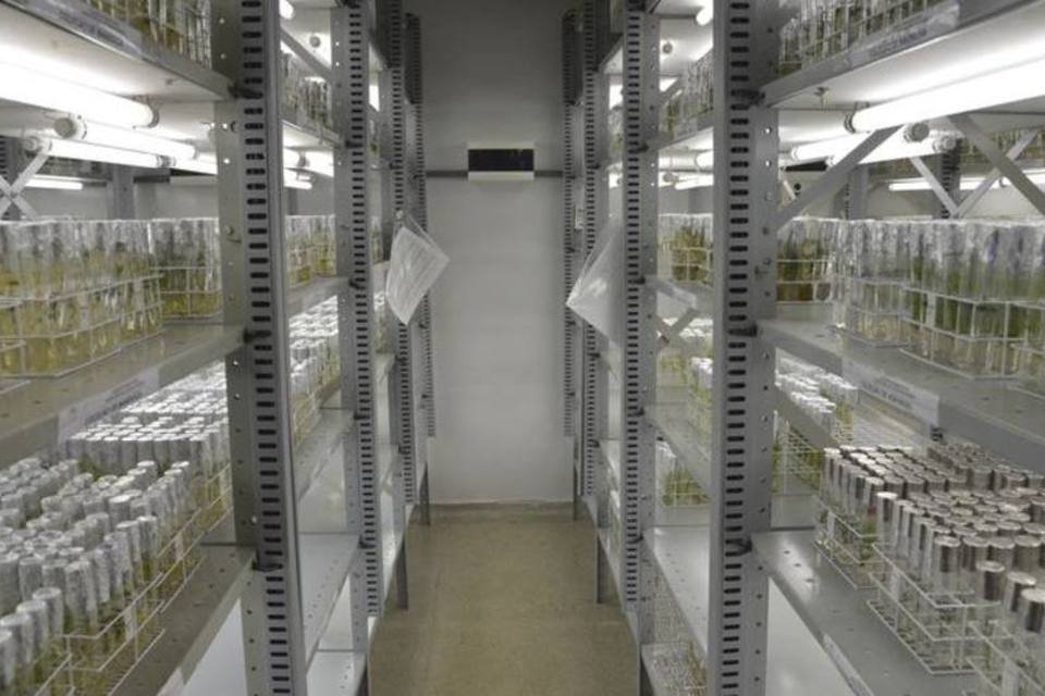 Germoplasma: prédio tem capacidade para abrigar 750 mil amostras de sementes e 10 mil vegetais in vitro (Wilson Dias/Agência Brasil)
