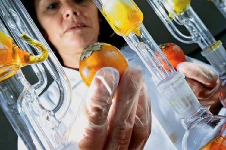
	Pesquisa da Embrapa: o banco internacional tem capacidade para armazenar 4,5 milh&otilde;es de amostras de sementes&nbsp;
 (Cristiano Mariz/EXAME.com)