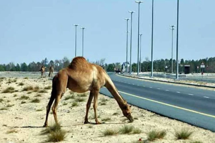 Os camelos na Austrália produzem emissões equivalentes a de 300 mil carros (Getty Images)