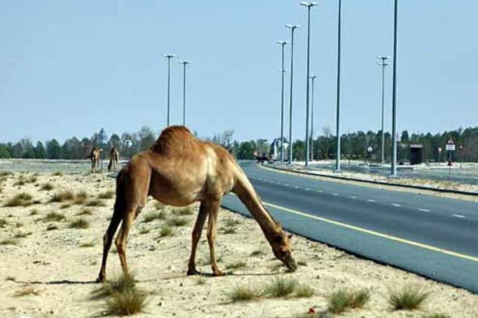 Empresa propõe matar camelos para controlar efeito estufa