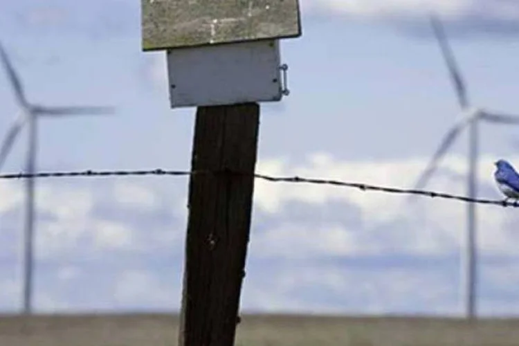 Segundo setor, hélices não são instaladas em meio às rotas migratórias das aves (Iberdrola Renewables)