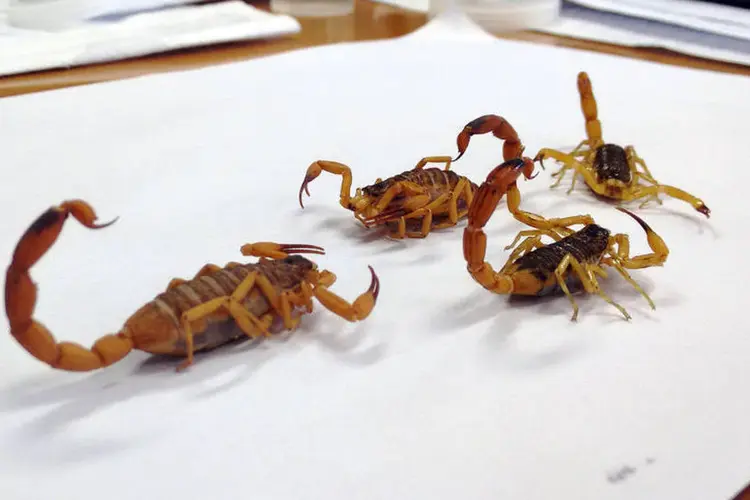 Escorpião amarelo (Valéria Bretas/Exame)