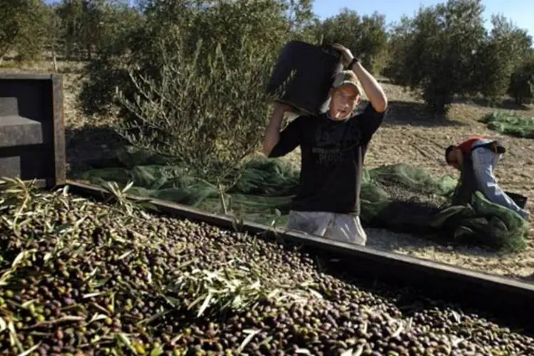 Espanhóis colhem azeitonas: agricultura foi o setor com a maior alta no desemprego, 11,8% (Samuel Aranda/Getty Images)