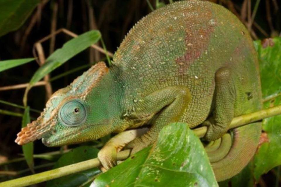 Cientistas descobrem como camaleões conseguem mudar de cor