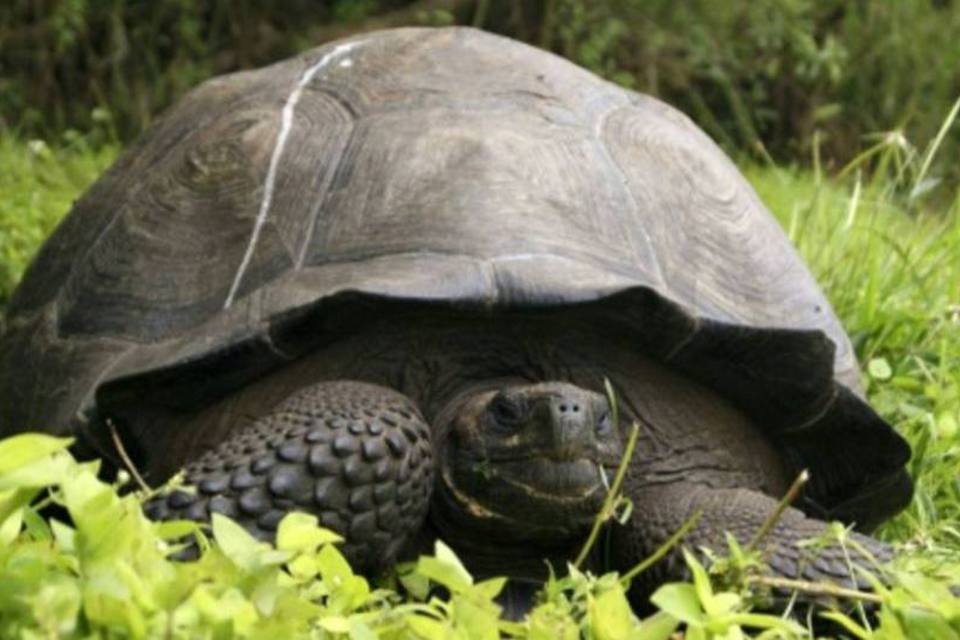 Espécie de tartaruga gigante é identificada em Galápagos