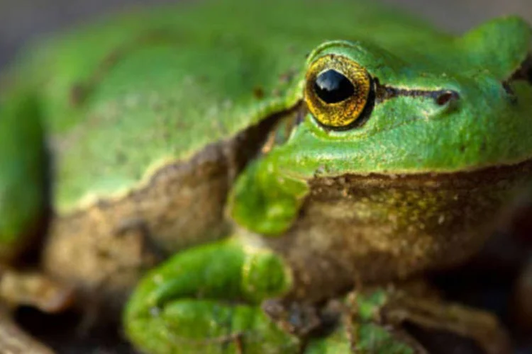 
	Esp&eacute;cies de anf&iacute;bios extintas descobertas: &quot;Esta descoberta preenche uma importante lacuna geogr&aacute;fica em nossa compreens&atilde;o sobre a evolu&ccedil;&atilde;o e adapta&ccedil;&atilde;o dos anf&iacute;bios&quot;
 (Stefan Sauer / AFP)