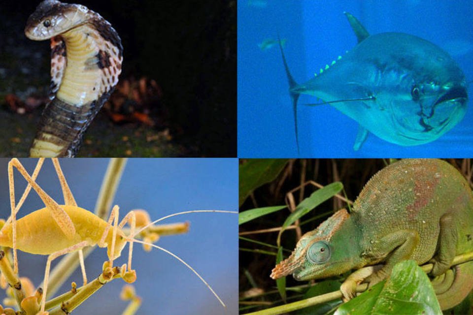 10 novas (e incríveis) espécies ameaçadas de extinção