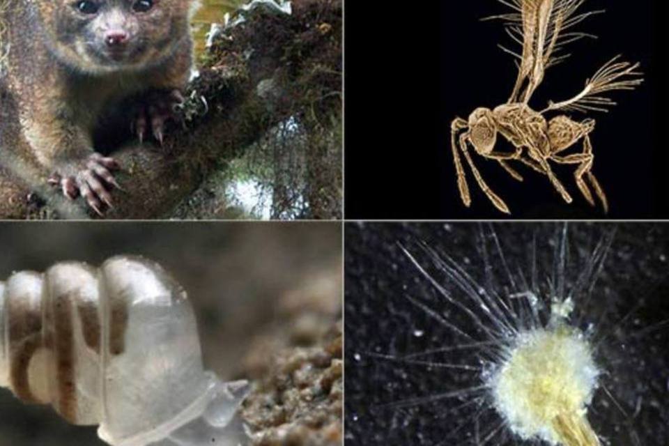As 10 espécies recém-descobertas mais surpreendentes