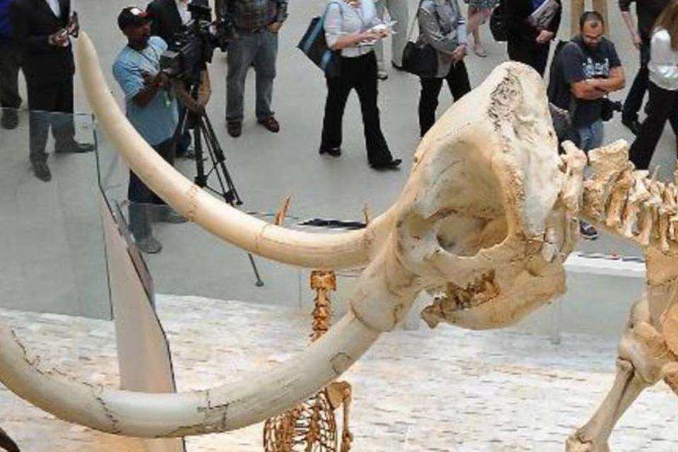 Mastodontes sumiram antes da chegada do homem ao Alasca