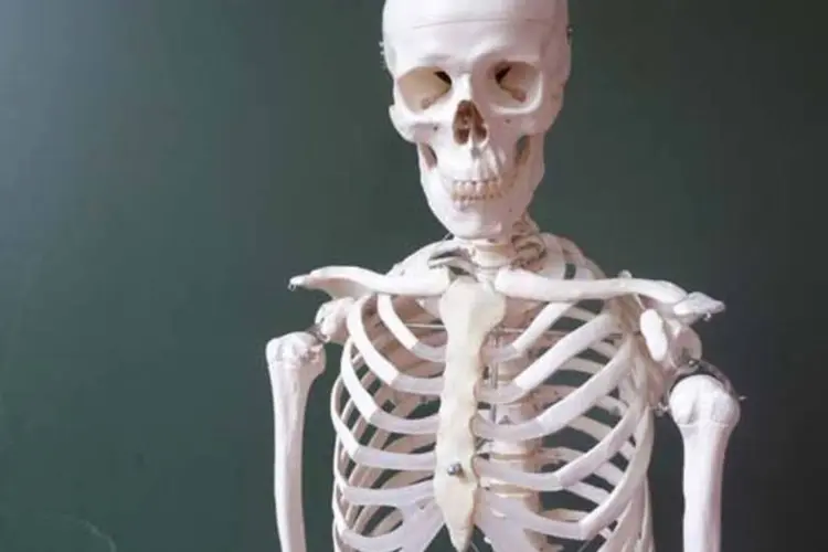 Vende-se de tudo: Até esqueletos e fósseis já podem ser comprados pela internet (SXC)