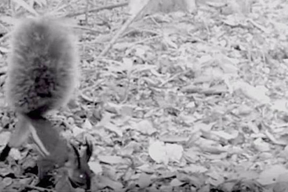 Esquilo 'vampiro' com cauda superfofa é filmado pela 1ª vez