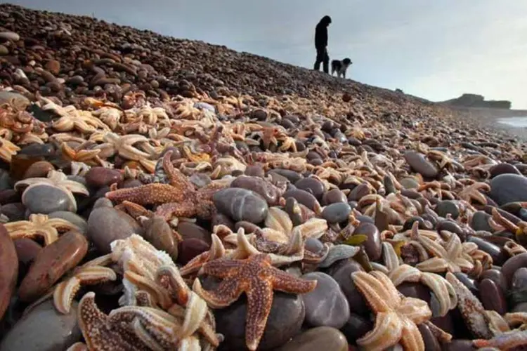 Perdas: milhares de estrelas-do-mar mortas na praia de Budleigh Salterton, em Devon, na Inglaterra. (Matt Cardy/Getty Images)