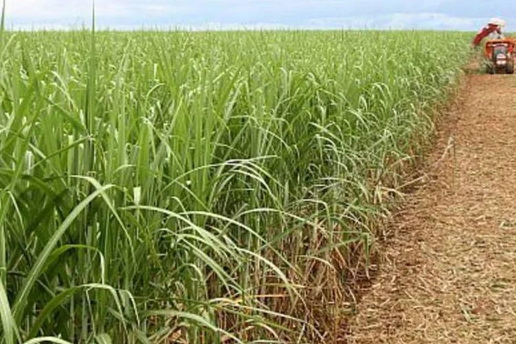 Plantação de cana: investimentos aumentarão a produção de etanol da Nova Fronteira (.)