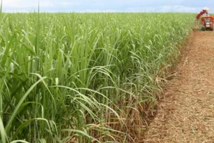 
	Planta&ccedil;&atilde;o de cana: expans&atilde;o ser&aacute; puxada por um aumento de 37 por cento na &aacute;rea destinada &agrave; cana
 (.)