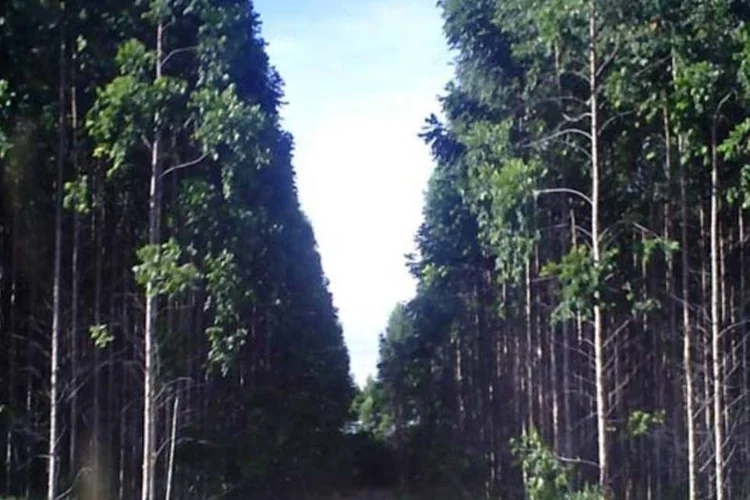 Fibria já nasceu como a maior produtora de celulose de eucalipto do mundo (Arquivo/EXAME.com)