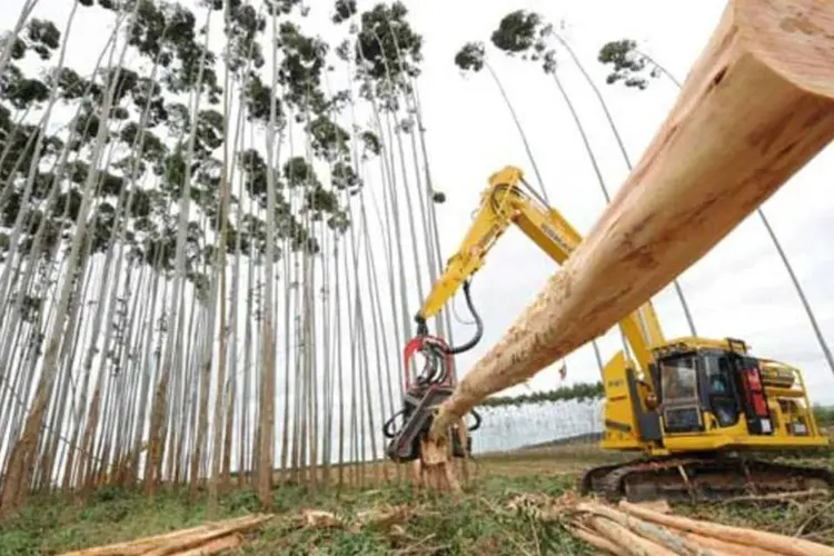 Plantação e corte de eucaliptos da Suzano Papel e Celulose (Germano Lüders/EXAME)