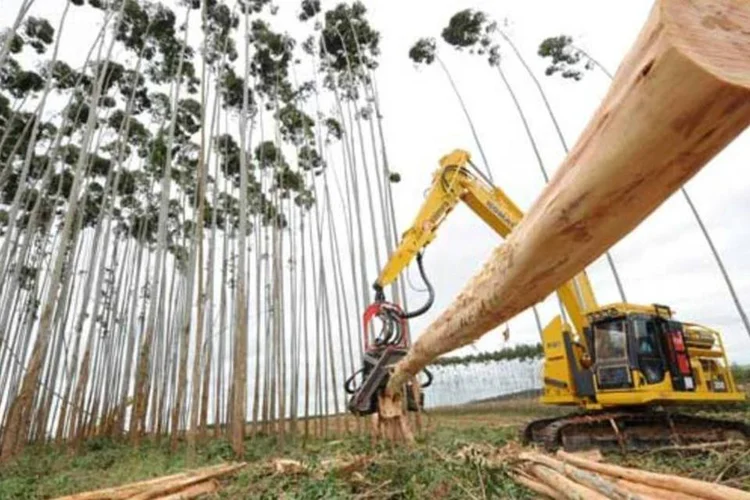 
	Planta&ccedil;&atilde;o e corte de eucaliptos da Suzano de Papel e Celulose
 (Germano Lüders/EXAME.com)