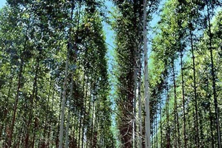 Área de floresta da Eucatex: matéria-prima para os produtos da empresa (.)