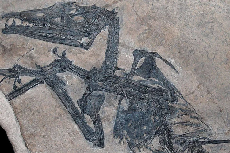 
	Kellner descobriu que um dos g&ecirc;neros existentes, o Eudimorphodon, correspondia a tr&ecirc;s g&ecirc;neros e esp&eacute;cies distintos
 (Wikimedia Commons)