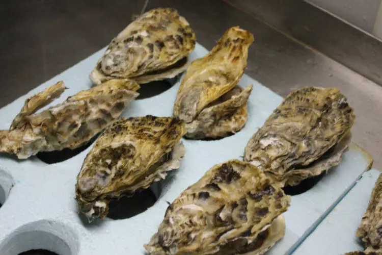 
	Exemplares de ostras: herpes pode ter uma taxa de mortalidade de 100%
 (P.Lameiro/Wikimedia Commons)