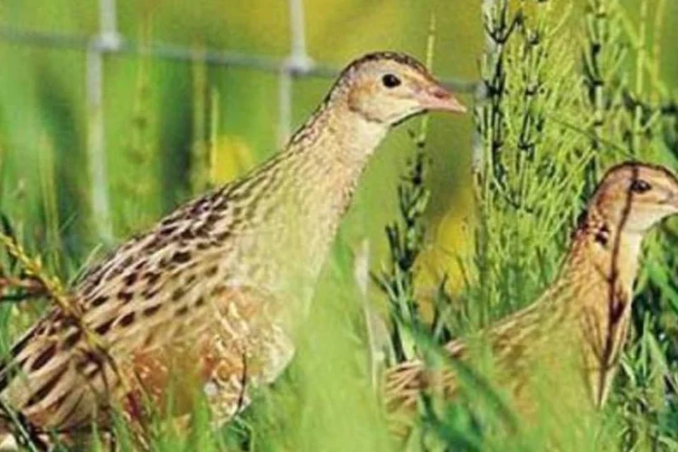 Codorna conhecida como "Corncrake" era comum na Inglaterra, mas agora está ameaçada de extinção.