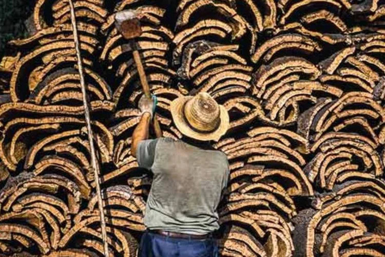Extração de cortiça em Portugal: o grupo Américo Amorim tem 30% do mercado mundial de rolhas ( Scott S.Warren/National Geographic/Corbis)