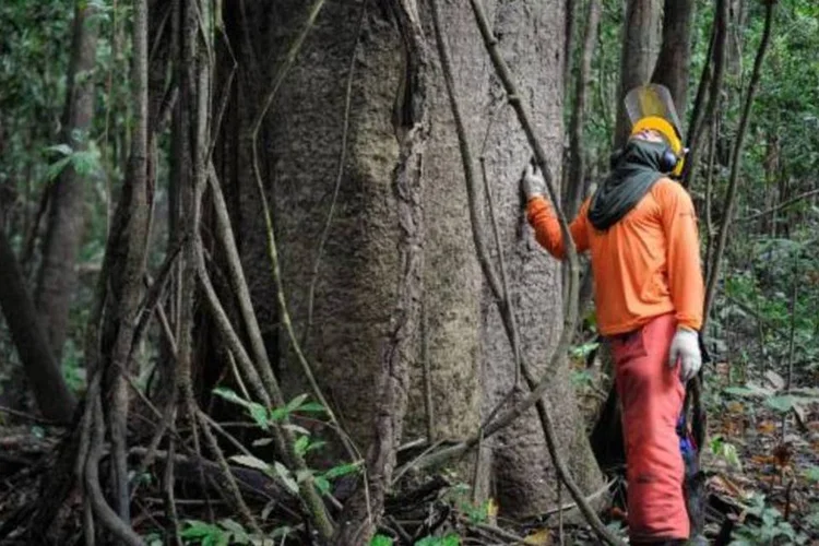 Pesquisadores e ribeirinhos buscam a sustentabilidade pelo manejo florestal (Tomaz Silva/Agência Brasil)