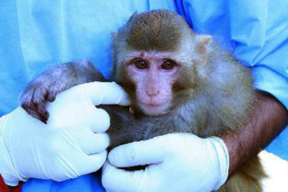 Irã anuncia envio de segundo macaco ao espaço