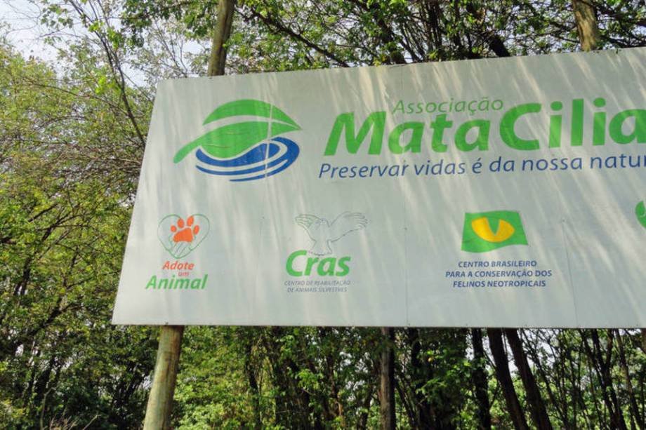 Mata Ciliar recebe dois macacos-prego que foram criados como