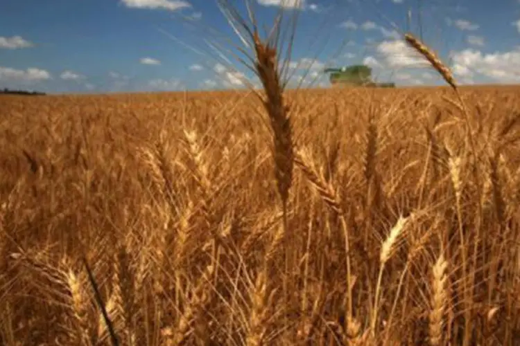 
	Planta&ccedil;&atilde;o de Trigo: &agrave;s 10h24 (hor&aacute;rio de Bras&iacute;lia), o trigo subia 5,25 centavos, a 7,965 d&oacute;lares por bushel
 (Menahem Kahana/AFP)