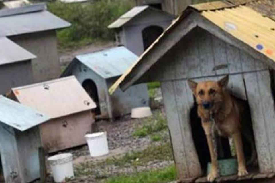 Tribunal anula lei que permitia matança de cachorros na Romênia