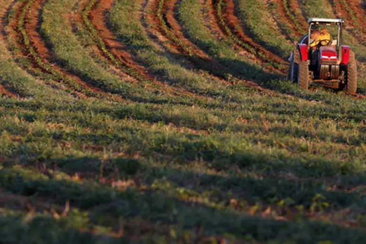 
	Trator irriga mudas da planta do caf&eacute;: estoques governamentais de caf&eacute; atualmente somam cerca de 1,6 milh&atilde;o de sacas, ou aproximadamente 8 por cento do consumo anual do Brasil
 (Paulo Whitaker/Reuters)