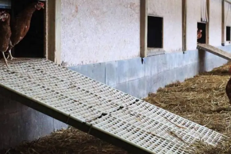 O governo alemão já havia encontrado galinhas contaminadas (Joern Pollex/Getty Images)