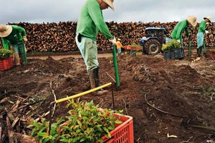 
	Fazenda da Suzano: nova oferta de capacidade s&oacute; deve chegar ao mercado no segundo semestre
 (Germano Lüders/EXAME)