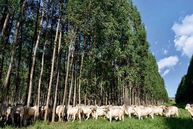 Fazenda Santa Brígida, em Goiás: o trio pecuária, lavoura e floresta traz ganhos econômicos e ambientais  (Divulgação/Exame)